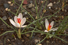 Crocus fleischeri