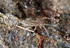 Entomobryinae
