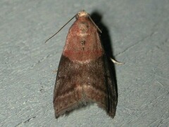 Acrobasis caryalbella