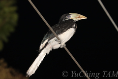 Anthracoceros coronatus