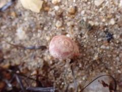 Littorina obtusata