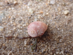 Littorina obtusata