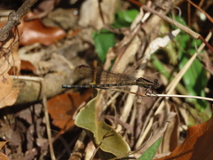 Argia elongata