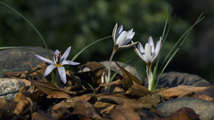 Crocus hittiticus