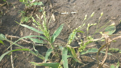 Panicum miliaceum ruderale