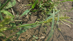 Panicum miliaceum ruderale