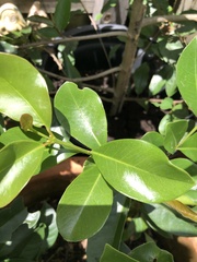 Psidium cattleyanum