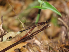 Hetaerina cruentata