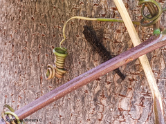 Gonatodes caudiscutatus