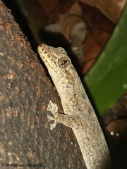 Phyllodactylus reissii