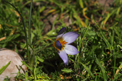 Crocus isauricus