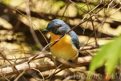 Cyornis tickelliae