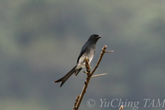 Dicrurus caerulescens