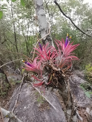 Tillandsia ionantha