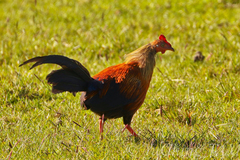 Gallus lafayettii