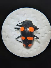 Scaphidomorphus bosci