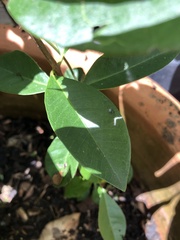 Psidium cattleyanum