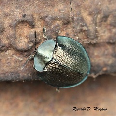 Cyrtonota thalassina