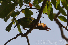 Psilopogon zeylanicus