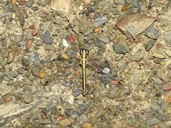 Suhpalacsa dietrichiae