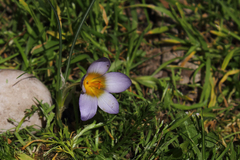 Crocus isauricus