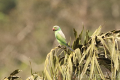 Psittacula calthrapae