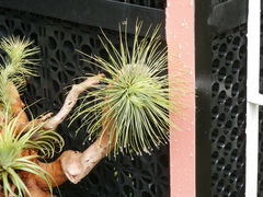 Tillandsia andreana