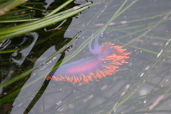 Flabellinopsis iodinea