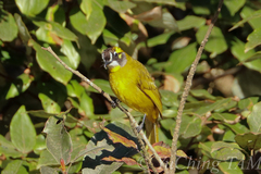 Pycnonotus penicillatus