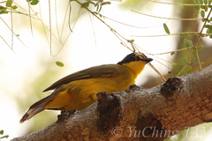 Rubigula melanicterus