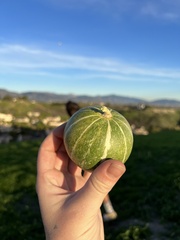 Cucurbita palmata