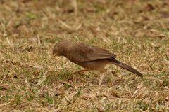 Argya affinis