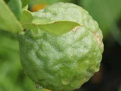 Citrus hystrix