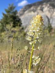 Toxicoscordion paniculatum