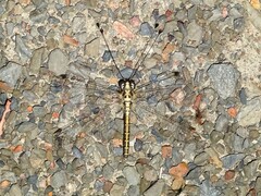 Suhpalacsa dietrichiae