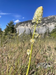 Toxicoscordion paniculatum