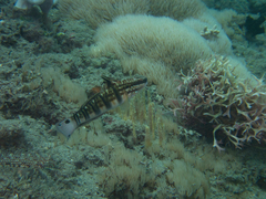 Amblygobius phalaena