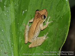 Scinax obtriangulatus