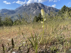 Toxicoscordion paniculatum