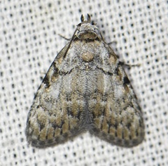Meganola strigula