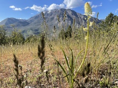 Toxicoscordion paniculatum
