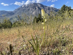 Toxicoscordion paniculatum