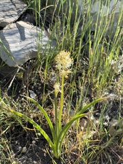 Toxicoscordion paniculatum