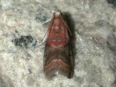 Acrobasis caryalbella