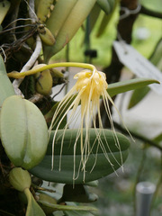 Bulbophyllum vaginatum