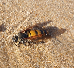Radumeris tasmaniensis