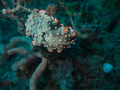 Dermatobranchus ornatus