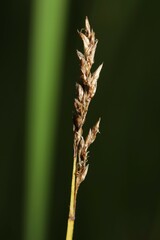 Carex prairea