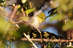 Zosterops ceylonensis