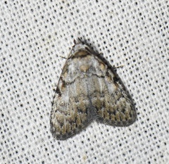 Meganola strigula